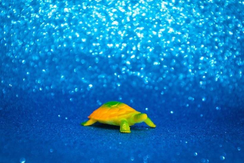 迷你乌龟玩具图片(11张)