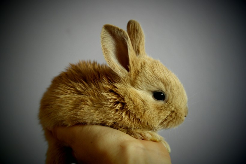 呆萌可爱的兔子图片(10张)