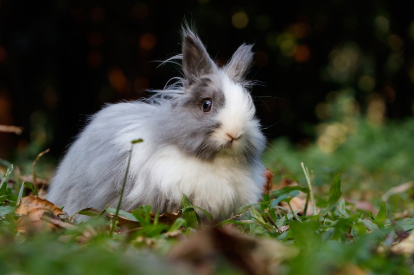 呆萌可爱的兔子图片(10张)