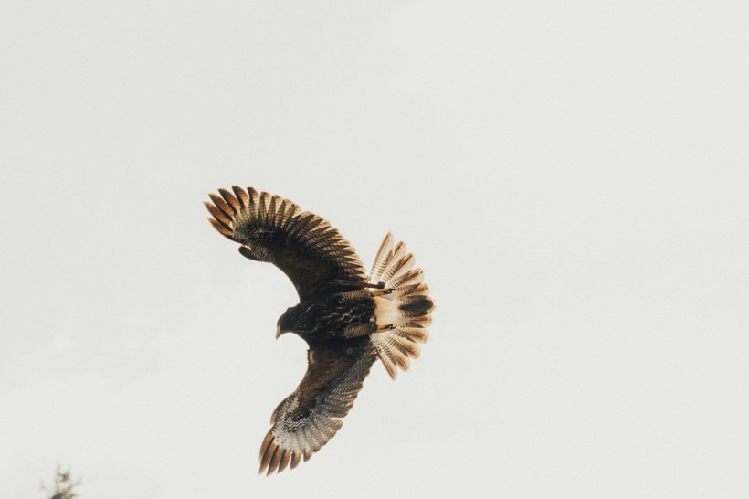 张开翅膀的老鹰图片(12张)