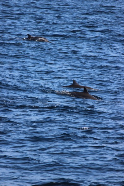 成群结队的海豚图片(11张)