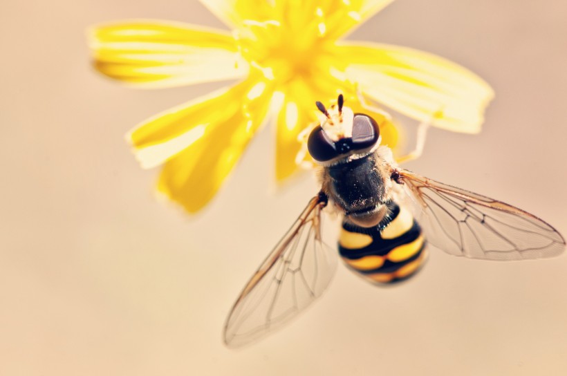 正在采花蜜的蜜蜂图片(12张)