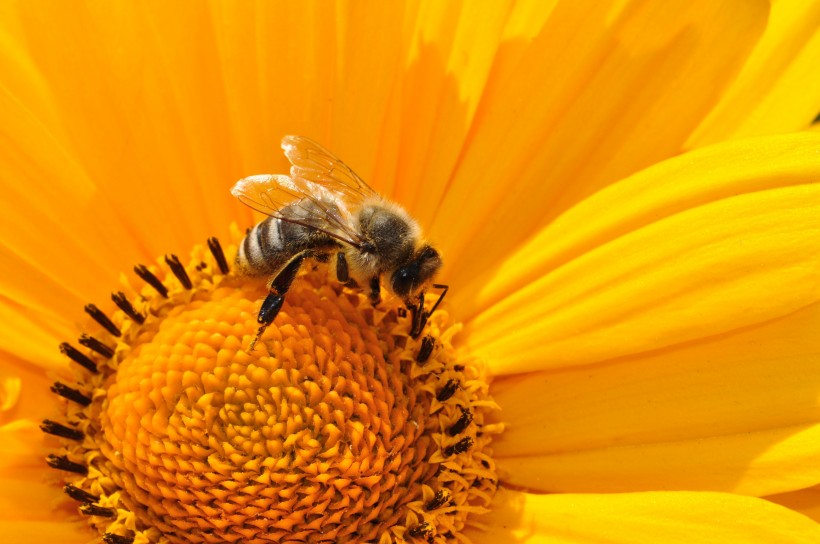 正在采花蜜的蜜蜂图片(12张)