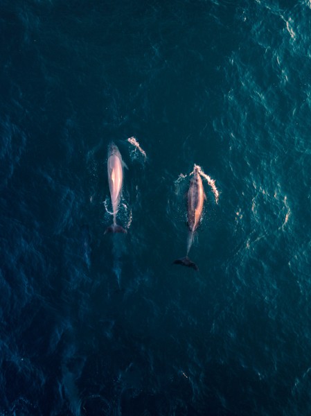 成群结队的海豚图片(11张)
