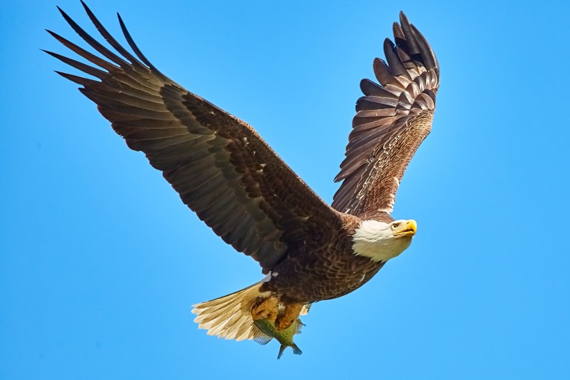 张开翅膀的老鹰图片(12张)