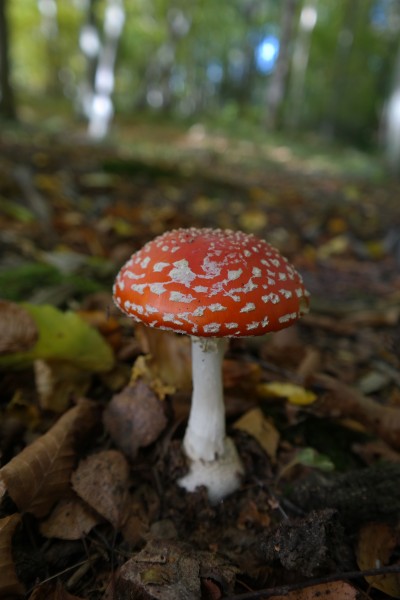 红色毒蝇伞毒蘑菇图片(12张)