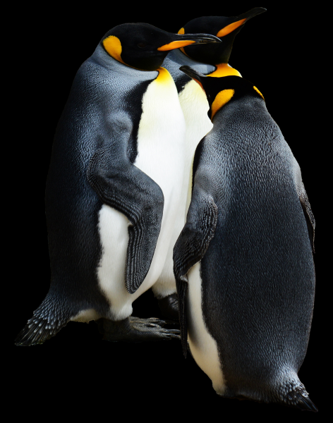 可爱的企鹅图片(14张)