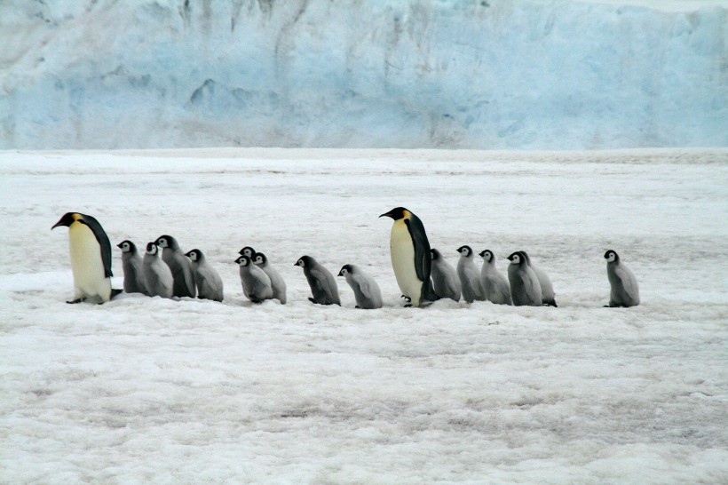 可爱的企鹅图片(14张)