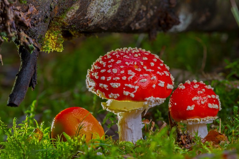 红色毒蝇伞毒蘑菇图片(12张)
