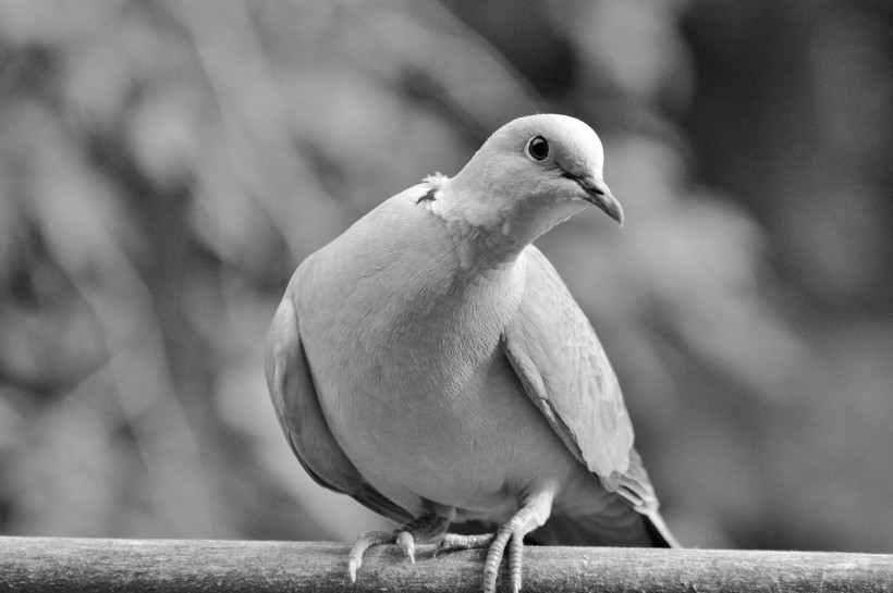一只灰色的鸽子图片(14张)