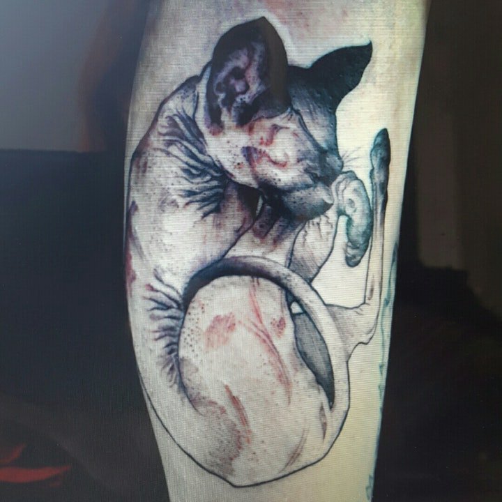 小猫纹身图案 多款动物可爱的小猫纹身图案10组