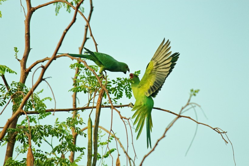绿色的鹦鹉图片(11张)