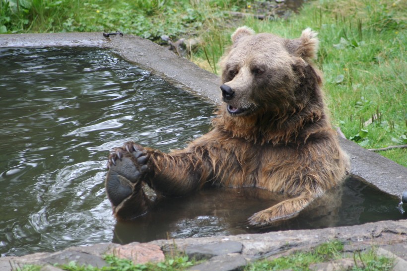体型庞大的棕熊图片(13张)