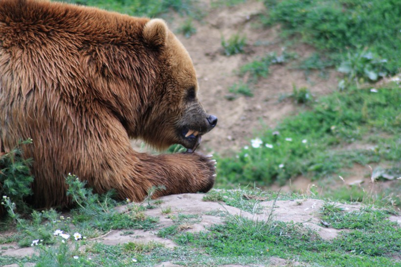 体型庞大的棕熊图片(13张)
