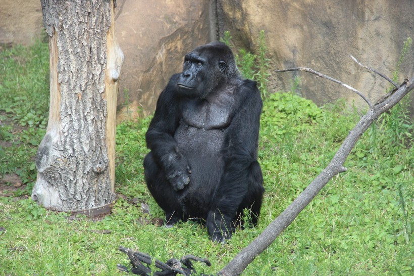 体型庞大的银背大猩猩图片 (11张)