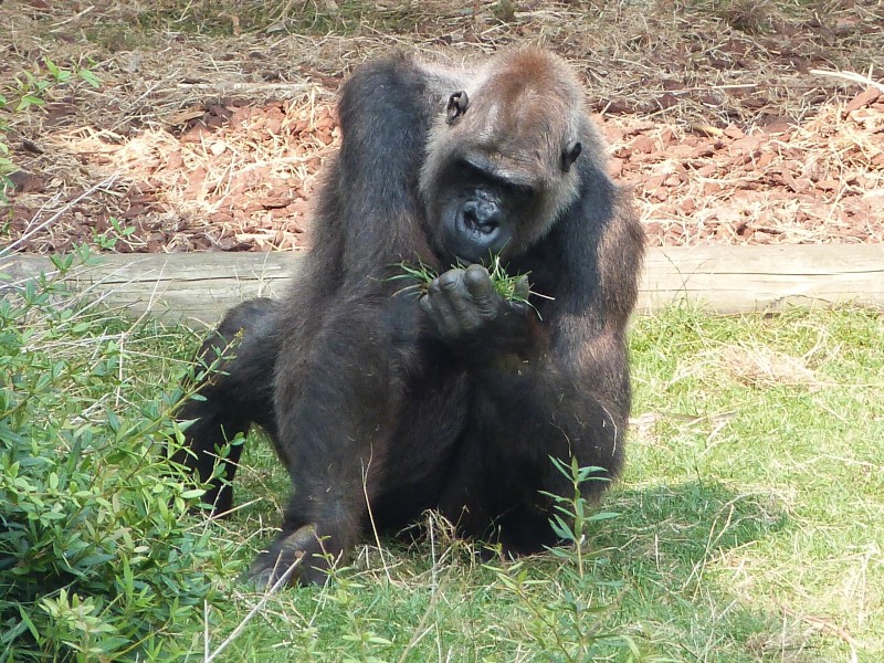 体型庞大的银背大猩猩图片 (11张)