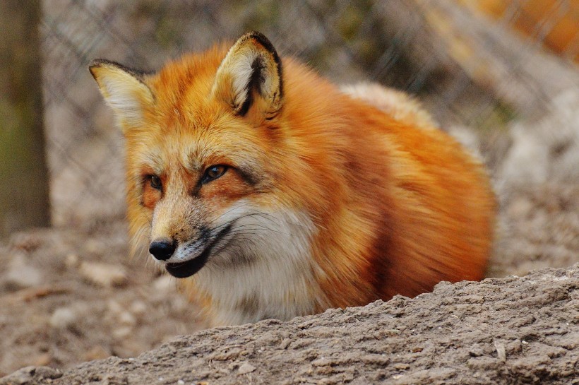 狡诈的狐狸图片(11张)