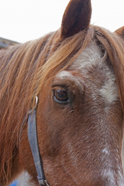 马的眼睛特写图片(14张)