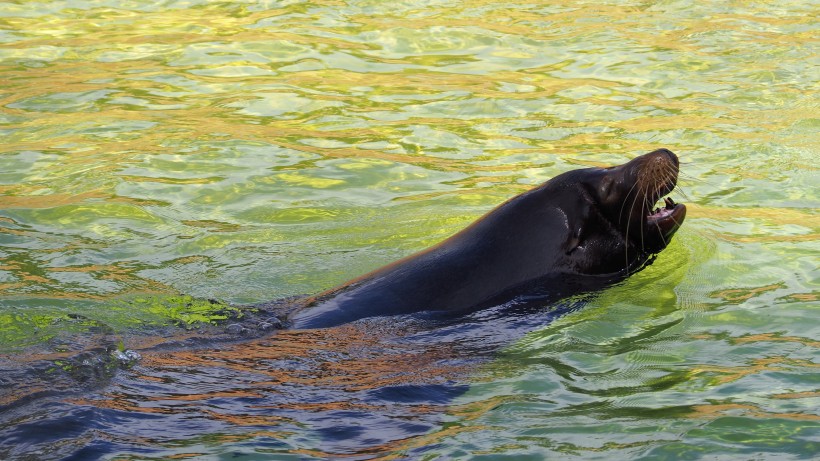 水中的海狮图片(14张)