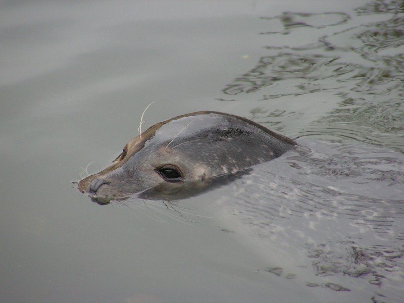 水中的海狮图片(14张)