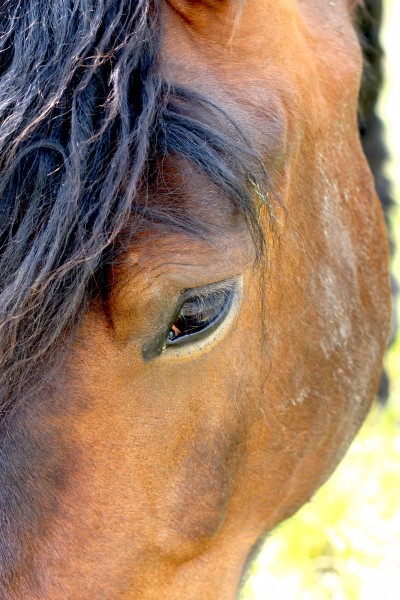 马的眼睛特写图片(14张)