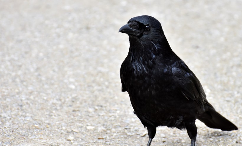 一只黑色羽毛的乌鸦图片(13张)