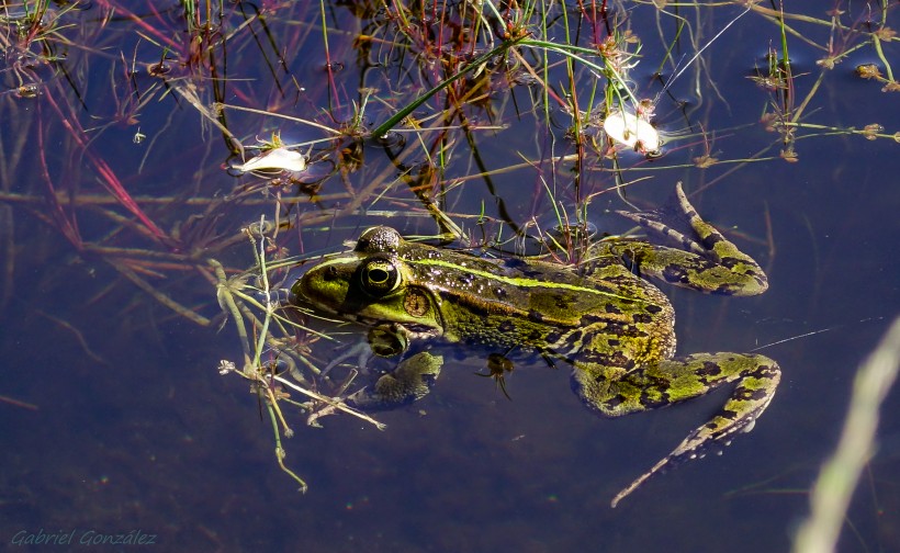 青蛙高清图片(12张)