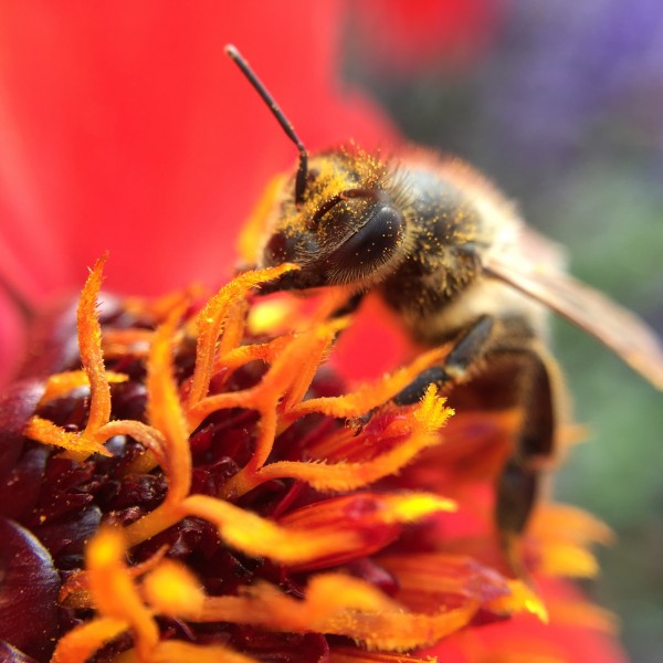正在采花蜜的蜜蜂图片(11张)