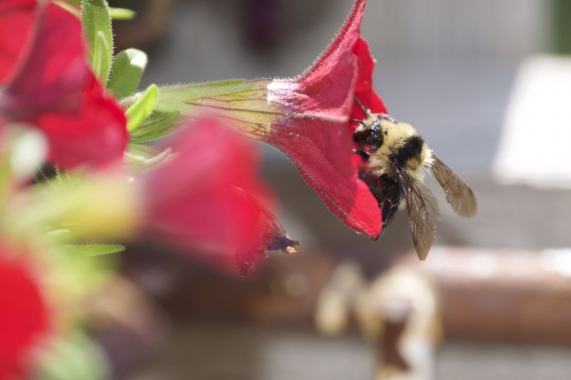 正在采花蜜的蜜蜂图片(11张)