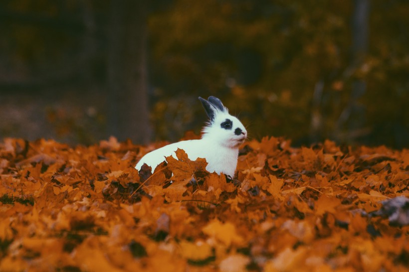 可爱的小白兔图片(10张)