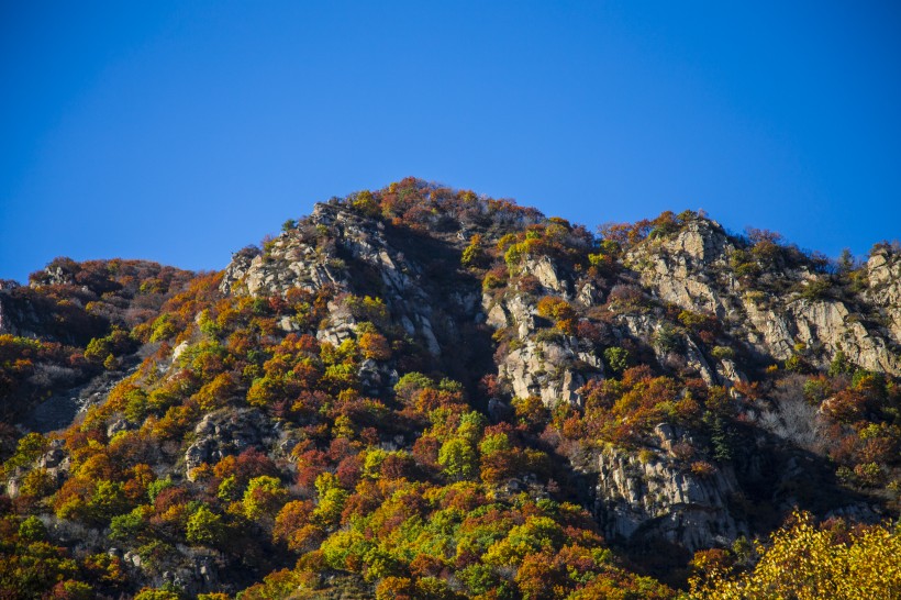 漫山遍野的金色秋景图片(10张)