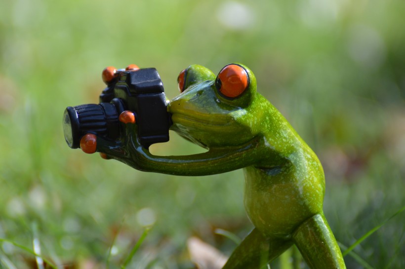 拿着相机拍照的青蛙玩具图片(10张)