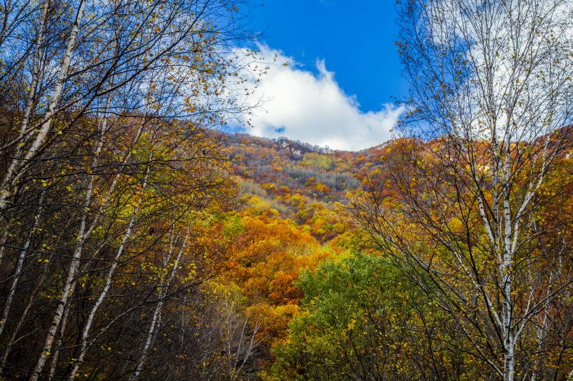 漫山遍野的金色秋景图片(10张)