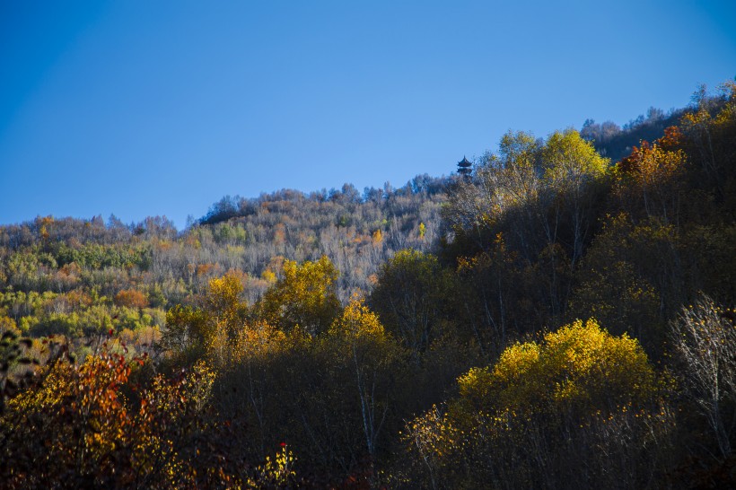 漫山遍野的金色秋景图片(10张)