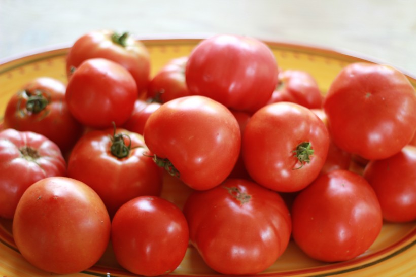新鲜鲜红的番茄图片(10张)