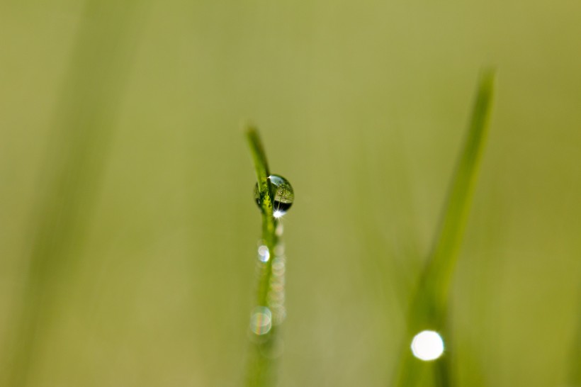 清晨草上的露珠图片(10张)