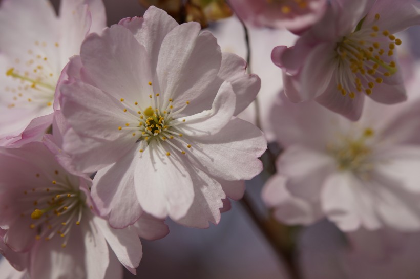 淡淡的粉红色梅花图片(10张)