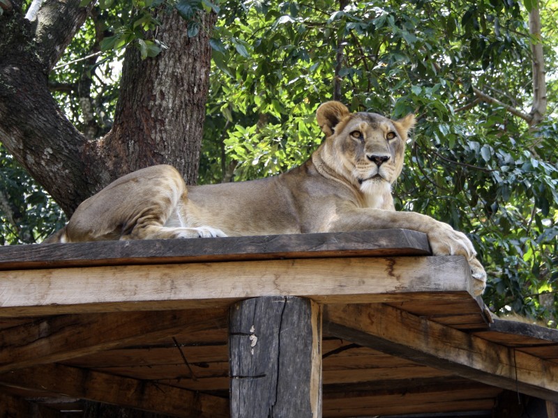 动物园里的母狮子图片(13张)