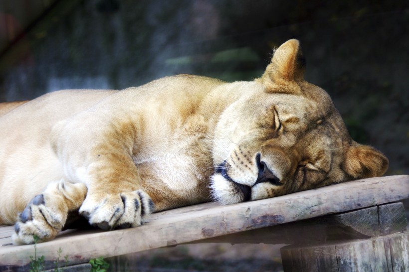 动物园里的母狮子图片(13张)