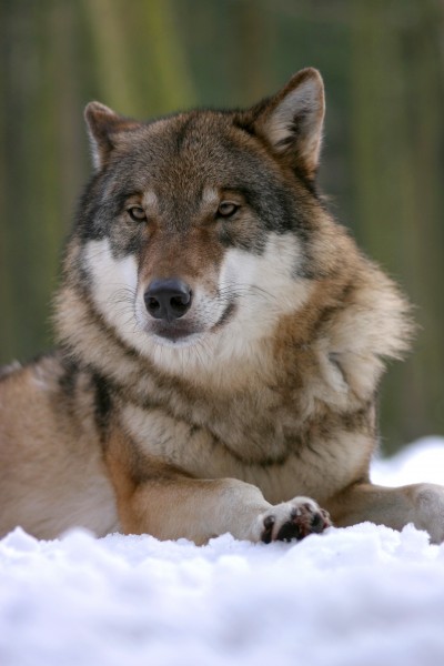 目光凶狠的野狼图片(13张)