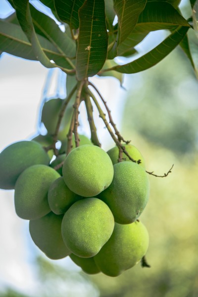 树枝上未成熟的芒果图片(14张)
