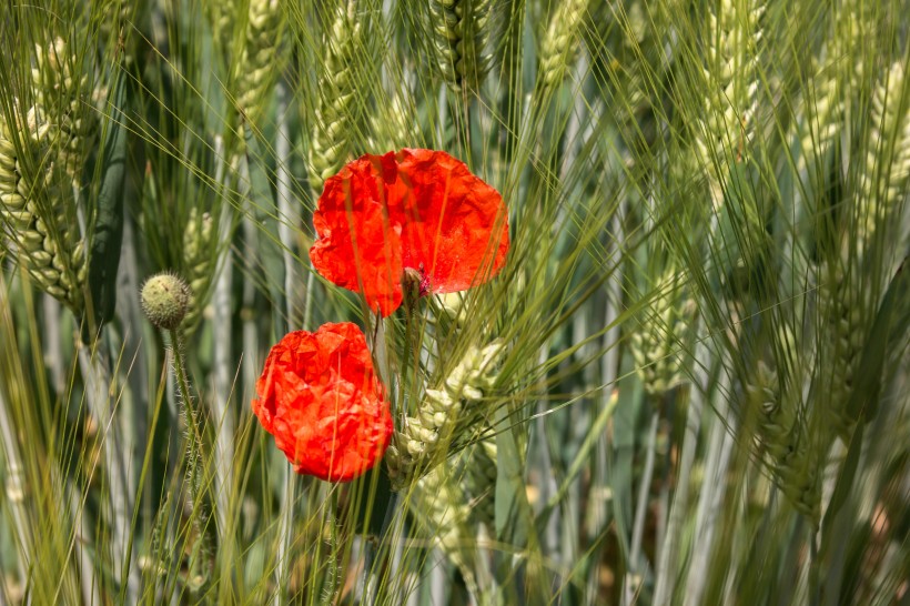 鲜红的罂粟花图片(13张)