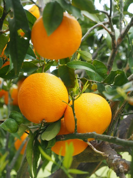 树上挂着的橙子图片(12张)