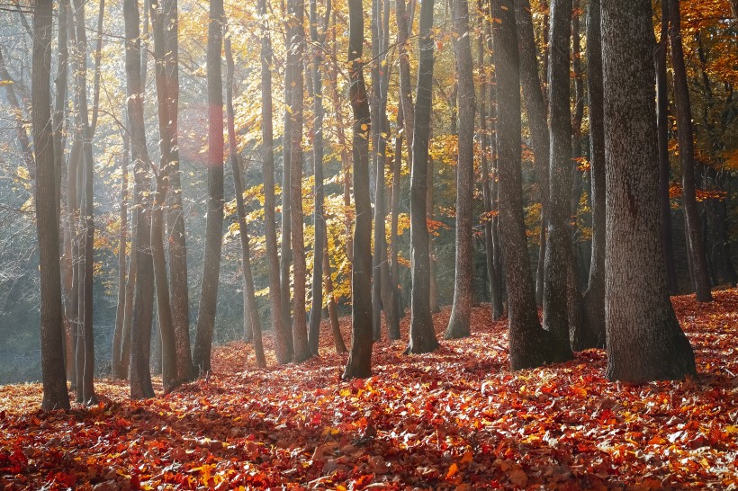 秋天的树林图片(12张)