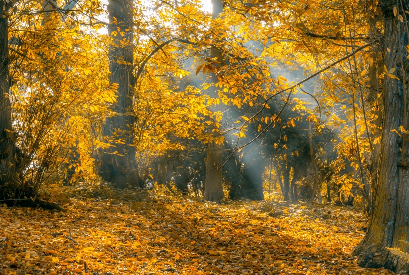 秋天的树林图片(12张)