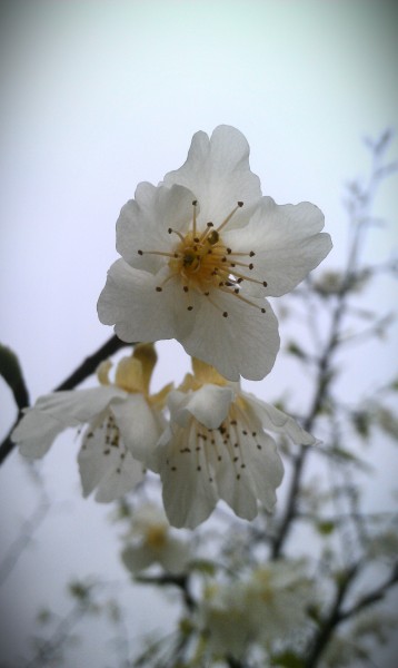 白色的桃花图片(11张)