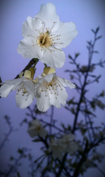 白色的桃花图片(11张)