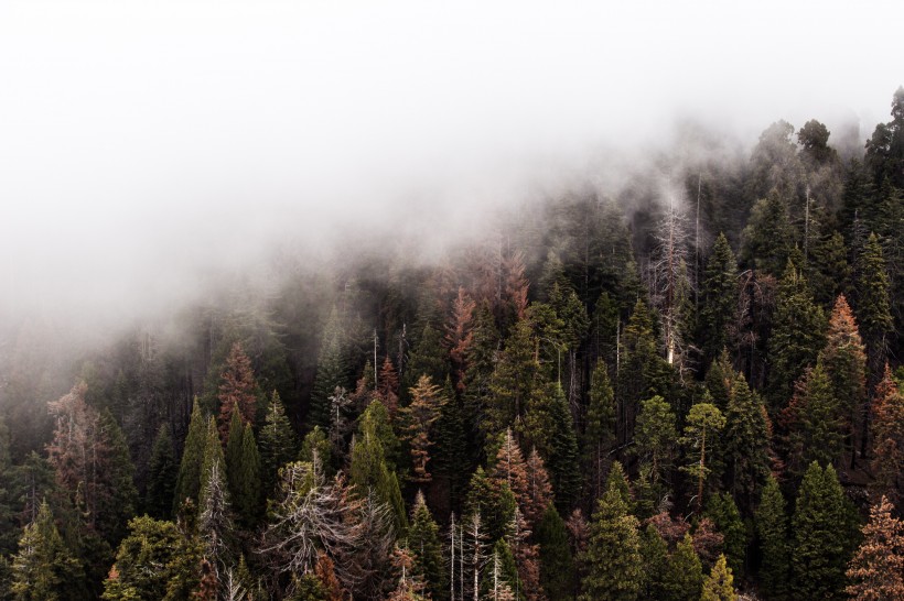 大雾天的森林图片 (13张)