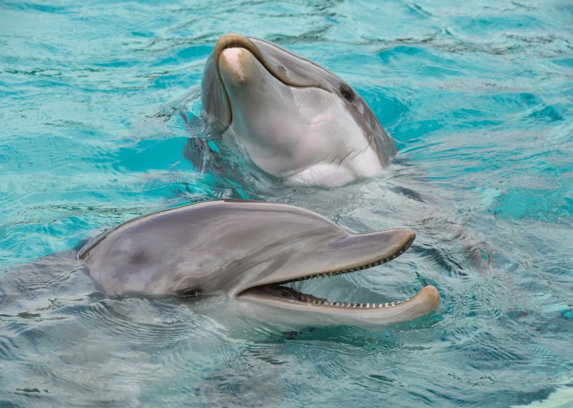 活泼可爱的海豚图片(13张)