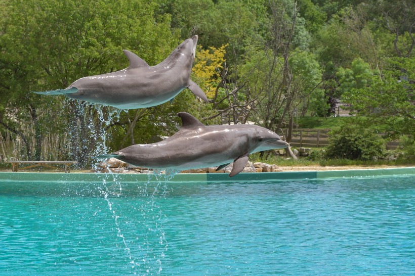 活泼可爱的海豚图片(13张)